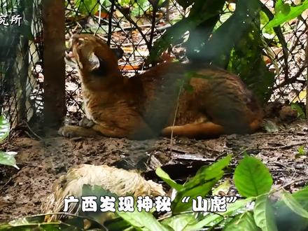 广西发现“山彪”,传闻“虎生三子,必有一彪”,它到底是什么?(一) #广西 #科普 #野生动物 #金猫