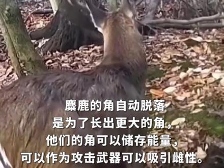 原来鹿角是这样脱落的!自动脱落是为了长出更大的角
