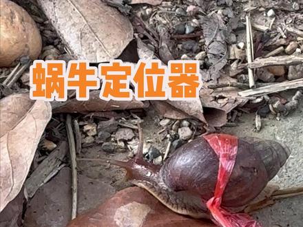 不知道这个红绳定位器能否带我找到蜗牛老巢呢#非洲大蜗牛 #玩个很新的东西