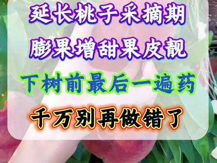桃树留树保鲜 桃树下树前管理技术要素#果树管理 #桃树管理 #增产增收 #种植小技巧 #桃树种植