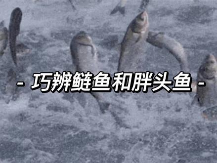 #鱼🐟 #吃鱼#生活小技巧 #上热门视频 鲢鱼、雄鱼,傻傻分不清楚……不用担心,我来教你,包你学会🤟