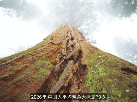 为什么树的寿命是人的十倍甚至上百倍? #植物科普 #科普 #树 #影视飓风 #青年创作者成长计划