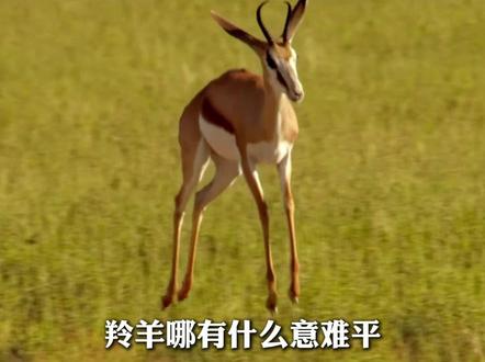 羚羊:豹哥,草原上这么多动物,你为什么非要追我啊 #羚羊 #猎豹 #身法 #离谱