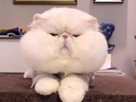 新手买猫避坑指南(13)我花1500买了一只加菲猫#萌宠出道计划 #加菲猫