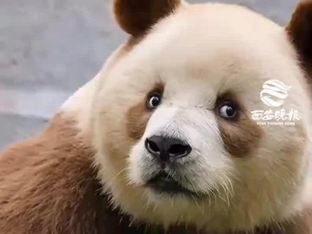 一副老谋深算又算不明白样子!