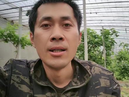 无花果枝条长的很长却不出果,什么原因,怎么改善,方法来了! #农业种植