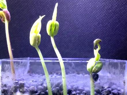 15秒看完绿豆发芽过程😄@抖音小助手