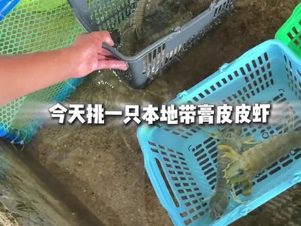 今天我们到海鲜市场对比一下不同品种的皮皮虾 本地的和进口的个头、价格都不一样。希望你们都能在市场选到适合自己的海鲜!#三亚海鲜 #三亚海鲜加工 #三亚海鲜市场 #三亚海鲜攻略