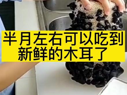 秋天是种木耳的好季节,今天教大家在家种植鲜木耳#家庭种植 #优质农产品 #木耳菌#好物推荐🔥