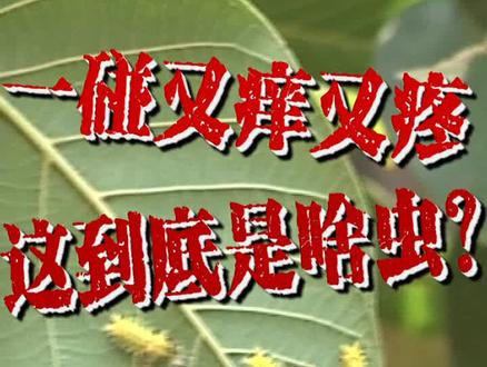 一碰又痒又疼 这到底是啥虫?