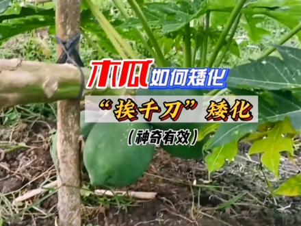木瓜树这样矮化,种奇有效!#三农 #来抖音学农枝 #农业种植 #种植小技巧 #新农人 @DOU+小助手