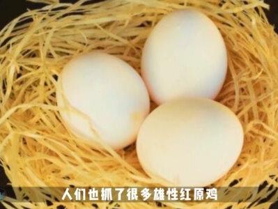 鸡蛋是如何在母鸡体内形成的?为啥母鸡不需要公鸡就能生蛋?#鸡蛋的形成过程 #鸡 #动物科普