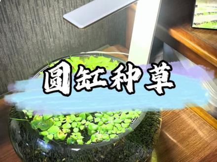 圆缸种水草 养小鱼 #圆缸造景 #鱼缸种水草 #鱼缸里的大自然 #圆心萍 #生态缸
