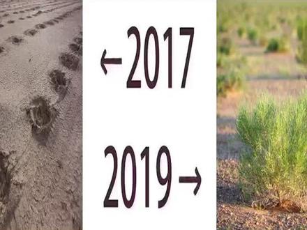 🌱👈17年,19年👉🌲,看完请为你们自己点个赞!#蚂蚁森林 #2017到2019