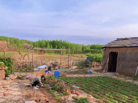 #来抖音学农技 #石竹花 #我的乡村生活
生活要努力呀💪