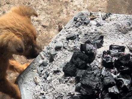 #农村萌宠 #我的乡村生活一般人不知道是什么 迷惑小狗行为