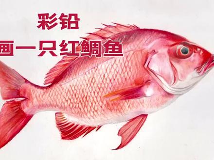 彩铅画一只红鲷鱼
#彩铅手绘 #画画