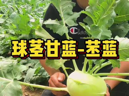 少见好吃的苤蓝,营养丰富,喜欢的朋友快来种植几颗吧#种菜 #抖音小助手 #蔬菜种子