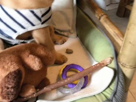 一只爱看汪汪队的小狗…
#中华田园犬#小狗日记 #汪汪队 #狗狗的心思都写在脸上了 #狗