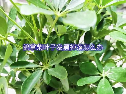 鹅掌柴(鸭脚木)叶片发黑掉落正确解决方法