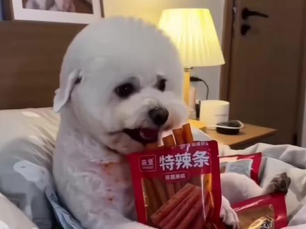 ai小狗偷吃辣条制作教程 ai狗吃辣条的指令 ai萌宝偷吃辣条 小狗吃辣条ai 萌宠偷吃辣条视频教程 ##吃辣条被抓ai #ai吃辣条 #ai狗子偷吃辣条 #剪映#放假在家偷吃辣条被抓
ai小动物吃辣条
ai小动物吃辣条教程
ai小动物吃辣条指令
ai小动物吃辣条
ai小动物吃辣条抖音ai特效
ai 小动物吃辣条制作教程
ai小劫物吃辣条特效
ai小动物
ai小劫物吃辣条被抓
ai小动物吃辣条贝贝
小动物吃辣条