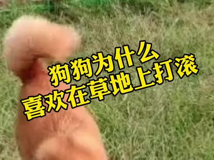 狗狗在草地打滚的原因你知道吗?#宠物 #抖音小助手 #养宠常识