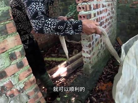 几百条剧毒眼镜蛇出现了 #动物世界 #蛇