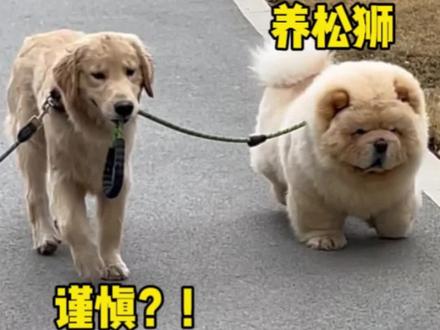 求你们了千万别冲动养松狮 松狮劝退篇#萌宠松狮