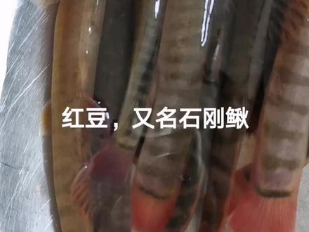 中午吃好的,水煮石刚鳅,有口福了。11点半直播间见,有福利#野生鱼 #石锅鱼 #泥鳅