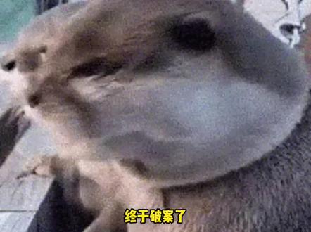 我说我的脚怎么一圈老茧 #踩屎感拖鞋 #洞洞鞋 #万万没想到