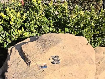 国产积木拼搭:三角洲威龙特种兵#积木 #乐高 #三角洲行动 #威龙 #特种兵