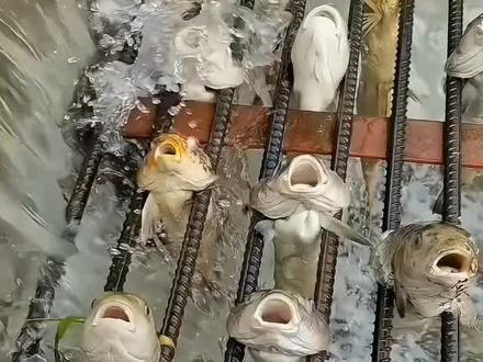 遇到这些奇特的鱼还能吃吗?#科普一下 #涨见识#涨知识 #鱼 #钓鱼人