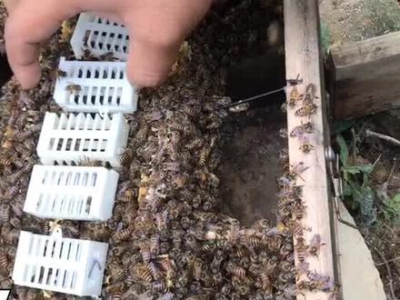 土养找王#蜜蜂#蜜蜂养殖 #蜜蜂养蜂技术 #养蜂 #养蜂人 #养蜂技术分享 @DOU+小助手 @抖音小助手