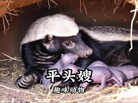生死洞中缘:蜜獾产子遇蛇獴,毒蛇口下共护新生 #动物世界#神奇动物在抖音 #平头哥