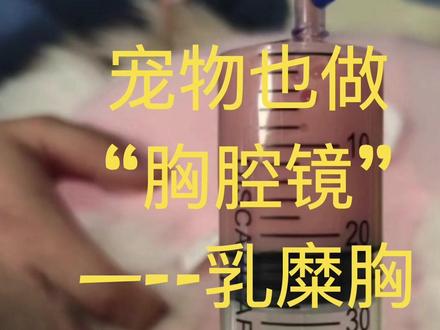 划重点,#乳糜胸,#胸腔镜,#微创手术,猫左犬右。