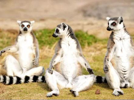 环尾狐猴大概是地球上最喜欢晒太阳的动物了吧,每天早上都要张开双手,拥抱太阳#环尾狐猴晒太阳 #动物 #科普 #科普一下