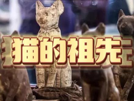 世界未解之谜 猫的祖先是谁? #猫 #科普一下 #奇妙的动物 #野生动物 #未解之谜 #奇闻 #宠物知识