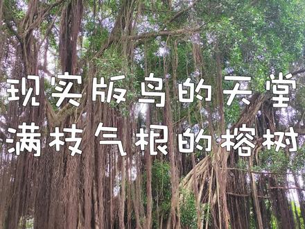 现实版鸟的天堂,满枝气根的榕树,鸟的天堂里就讲述了这样一棵巨大的榕树,而对于寒冷的北方却从来没有见过这样的景象,因为榕树不耐寒,对于第一次见到这种大榕树总会感到震惊,并且这种榕树在南方随处可见#花卉绿植 #榕树 #养花小知识