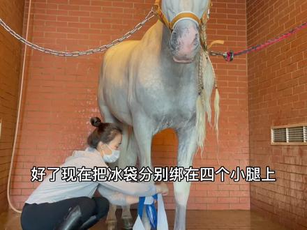 尼寇是怎样敷冰做腿部护理的#马#宠物美容