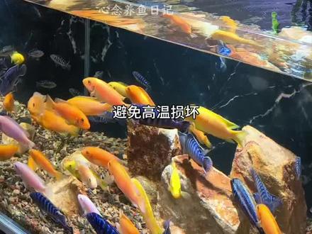 夏天鱼缸水温过高,快备上沃韦朗散热制冷棒,五档调节,还有半小时到12小时定时#水族 #鱼缸降温风扇 #沃韦朗 #养鱼日记