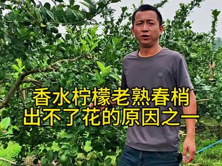 香水柠檬老熟春梢出不了花的原因之一#香水柠檬#香水柠檬种植