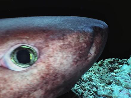 鲸落的终极浪漫,一场跨越数月的生命循环 #动物世界 #灰六鳃鲨 #神奇动物在抖音