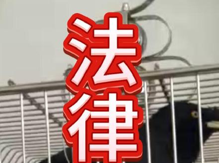 养鸟法律知识#八哥鸟爱好者 #训鸟高手 #养鸟经验分享