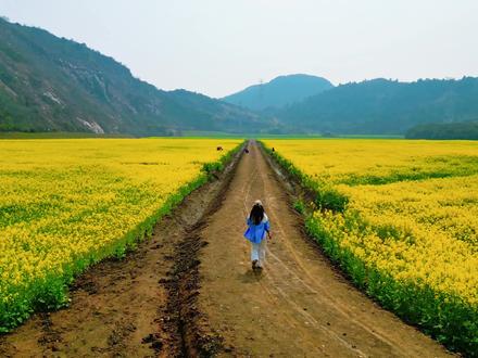 3/21实拍大焦山新打卡点✅ 金色花海配远山,春日壁纸get📸#大焦山油菜花#苏州小众打卡 #春天的味道 #大焦山油菜花