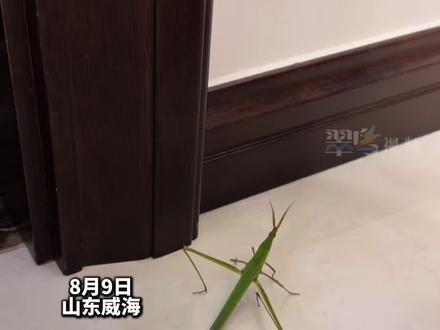 童年记忆中的绿蚂蚱,没想到现在还能抓到这么大的!😘👍❤️ #惊不惊喜意不意外 #抓蚂蚱的乐趣 #你见过吗 #最威海是环翠 #翠鸟视频