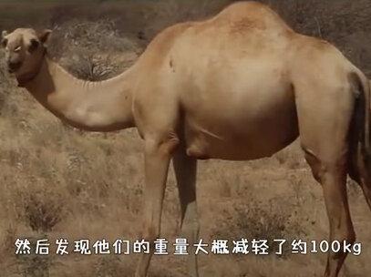 骆驼8天不吃不喝,还能轻松走沙漠?驼峰里装的是什么? #科普