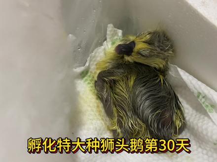 孵化特大狮头鹅第三十天了,第七天水袋破了,被水泡过的四号蛋率先发育率先出壳,二号蛋因为没动静,敲开后发现已经死了,三号蛋小头啄壳,要三十二天下午才能出,一号蛋有胎动估计要三十二天才啄壳,同一批入孵的,出壳的时间都不一样。#纯种狮头鹅苗 #人工孵化 #纯种狮头 #潮汕狮头鹅 #人工繁殖