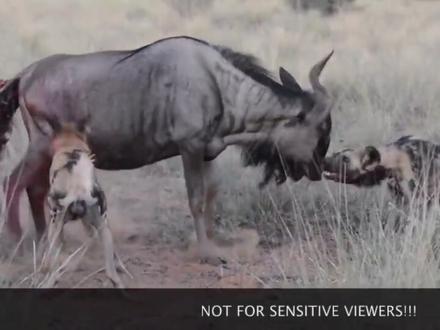 野狗掏肛角马幼仔,大自然的残酷,谨慎观看! #鬣狗 #马 #野生动物 #动物 #爱护大自然保护野生动物 #角马