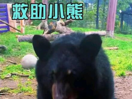 小哥救助黑熊,日后回来报恩#万物皆有灵性 #救助动物