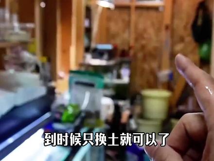 冬眠的非洲牛蛙自己苏醒了#非洲牛蛙 #神奇动物 #牛蛙 #宠物 #冬眠